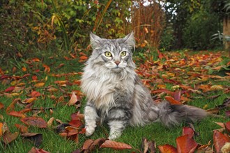 Maine Coon cat lying in a garden in autumn