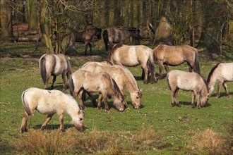 Konik horses with winter coats