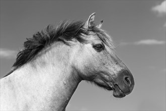 Konik horse (Equus przewalskii f caballus)
