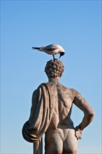 Seagull examining head of statue