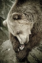Brown Bear (Ursus arctos) eating in a zoo