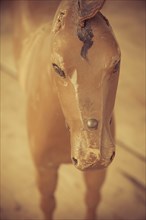 Close-up of wooden horse