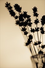 Silhouette of lavender in a vase