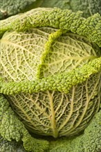 Savoy cabbage (Brassica oleracea convar. capitata var. sabauda)