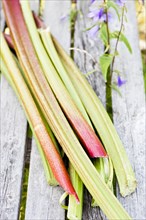 Freshly harvested rhubarb on a wooden underground in the garden