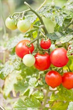 Organic tomatoes growing in a garden