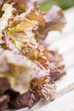 Closeup of fresh Lollo Rosso lettuce