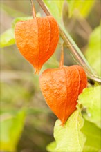 Physalis fruits or Chinese lanterns (Physalis) growing on bush