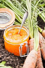 Raw carrots in a vegetable garden with carrot marmalade in a glass jar