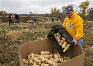 David Sokol helps as volunteers collect leftover squash from a farmer's field for distribution to those in need