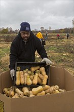 Don Wilder helps as volunteers collect leftover squash from a farmer's field for distribution to those in need