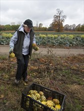 Penny Sokol helps as volunteers collect leftover squash from a farmer's field for distribution to those in need; the produce is distributed to soup kitchens