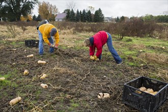 David Sokol and Sandy Panars help as volunteers collect leftover squash from a farmer's field for distribution to those in need; the produce is distributed to soup kitchens