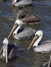 Brown Pelicans (Pelecanus occidentalis) looking for the non-shrimp bycatch which is discarded from a shrimp trawler