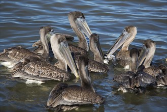 Brown Pelicans (Pelecanus occidentalis) surrounding and attacking a baby gull