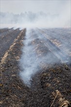 Sugar cane fields being burned at harvest time in southern Louisiana