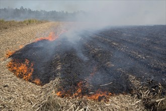 Sugar cane fields being burned at harvest time in southern Louisiana