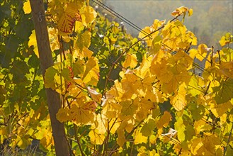 Autumn leaves in a vineyard