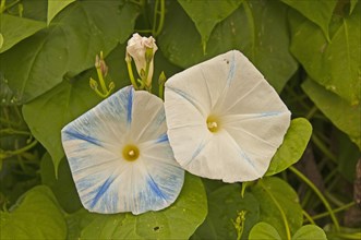 Blue Star (Ipomoea tricolor 'Heavenly Blue')