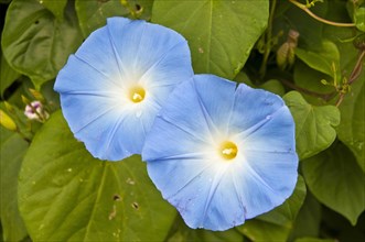 Blue Star (Ipomoea tricolor 'Heavenly Blue')