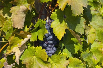 Lemberger grapes in a vineyard on Rotenberg Mountain near Stuttgart