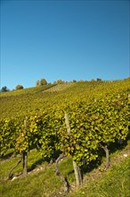 Vineyard with Lemberger grapes on Rotenberg Mountain near Stuttgart