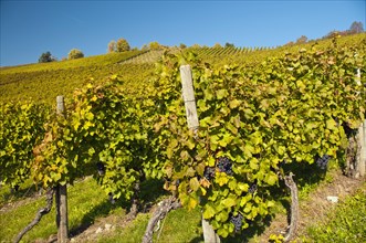 Vineyard with Lemberger grapes on Rotenberg Mountain near Stuttgart