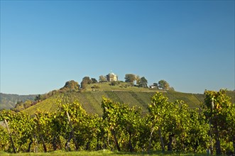 Vineyard with Lemberger grapes on Rotenberg Mountain with Wuerttemberg Mausoleum near Stuttgart