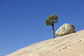 Solitary Great Basin Bristlecone Pine (Pinus longaeva)