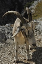 Goat (Capra) in Rio Cares Gorge