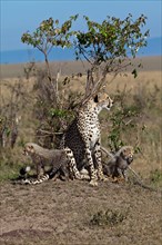 Cheetah (Acinonyx jubatus) with kittens