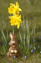Chocolate bunny in a meadow under yellow daffodils