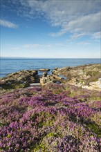 Rugged coastal landscape with flowering heather (Ericaceae) on the Moray Firth at Tarbat Ness