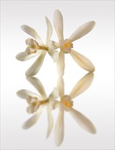 Vanilla flowers