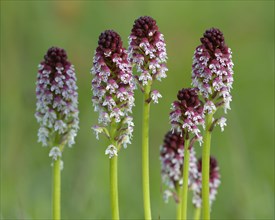 Burnt Tip Orchid (Orchis ustulata)