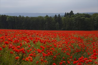 Poppy field in full bloom