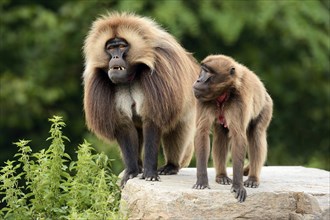 Geladas (Theropithecus gelada)
