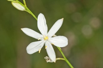 Grass Lily (Anthericum ramosum)