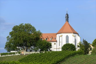 Vineyard with Vogelsburg with church Maria Schutz