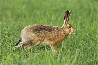 Young European hare (Lepus europaeus)