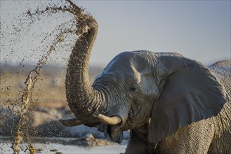 African elephant (Loxodonta africana) splashing mud at a waterhole