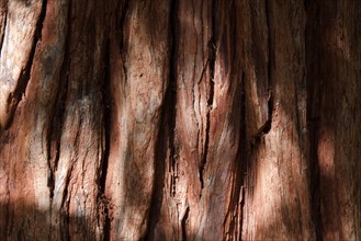 Bark of a California incense cedar (Calocedrus decurrens)