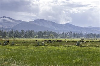 Pastures of the farm of La Collpa