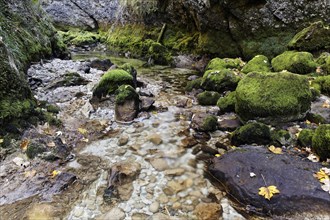 Moss covered rocks with autumn leaves