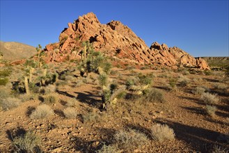 Mojave desert with Joshua trees (Yucca brevifolia)