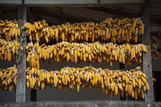 Corn cobs hung up to dry in a village of the Chinese minority on the border with Myanmar
