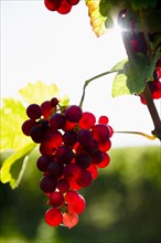 Red Gutedel grapes with backlighting