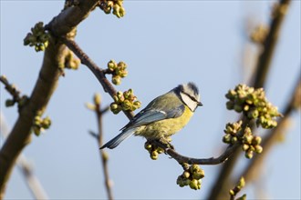 Blue Tit (Cyanistes caeruleus syn Parus caeruleus)