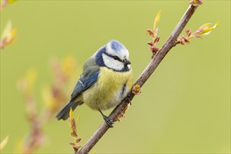 Blue Tit (Cyanistes caeruleus syn Parus caeruleus)