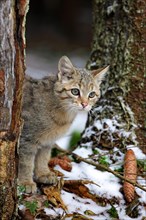 Wildcat (Felis silvestris)